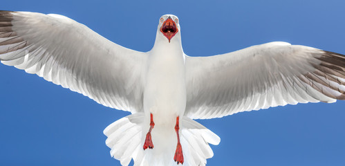 Scary seagull flying with its mouth open and screaming from above. The seagull looks dangerous