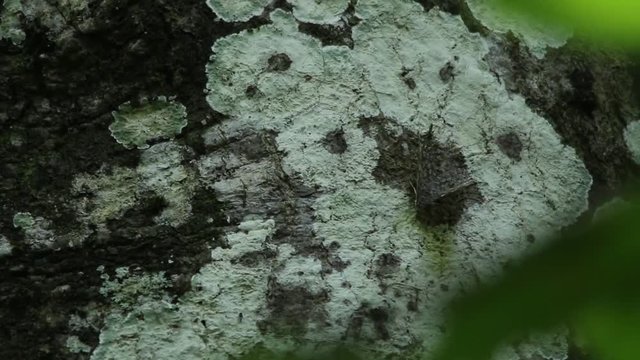 Well cryptic butterfly on a tree trunk, Veracruz rainforest , Mexico 