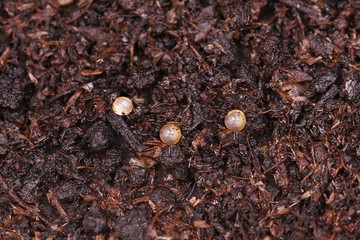 Hedge Killi Fish Egg killifish Aquarium fish hedging 
