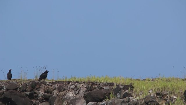 Two vultures walking on a dike in mexico	