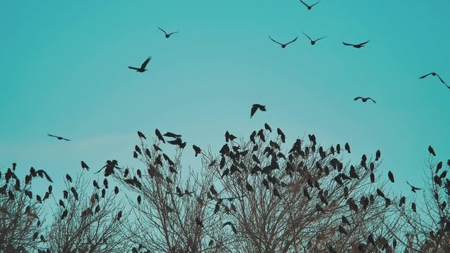 flock of lifestyle birds crows blue sky autumn taking off from a tree. a flock of crows black bird dry tree . birds ravens in the sky. a flock of crows concept