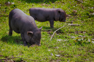 Schweinchen Ferkel in der Natur, Gras