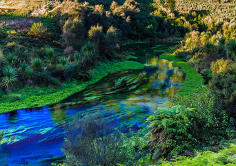 blue spring in deep forest