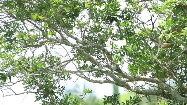 nice bird of prey flying off a tree