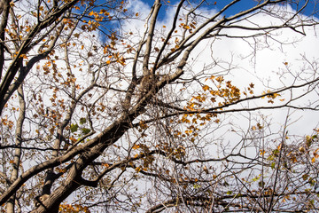 Fototapeta premium Branches of a Tree with Raccoons