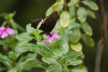 Impressionen Bali