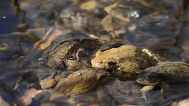 Mass mating of the toads in a pond
