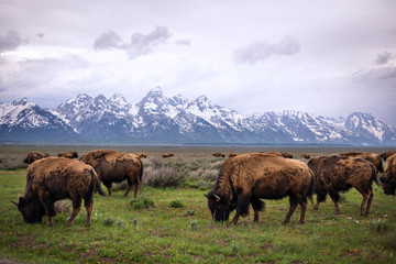 American bison grazing on grassy field by snowcapped mountain © Cavan for Adobe