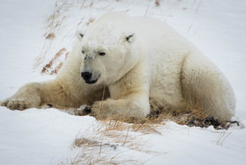 Naklejka na ściany i meble Polar bear on the tundra, Churchill, Canada