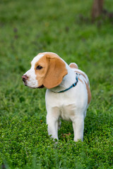 Beautiful beagle dog on the green grass