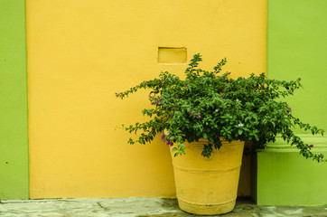 combination of yellow and green colors with the pot of a beautiful plant with green leaves