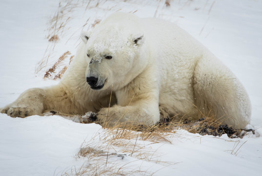 Polar bear on the tundra, Churchill, Canada