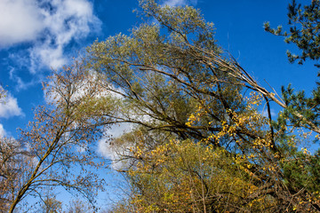 Bent Trees