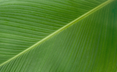 Palm leaf