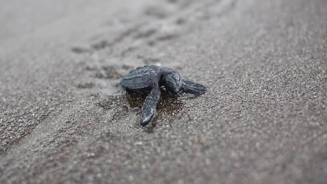 Baby Turtle Navigates Beach