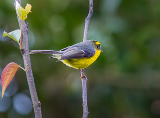 Yellow-bellied Fairy-flycatcher on branch on green background