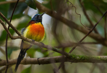 Green-tailed Sunbird on branch on green background.
