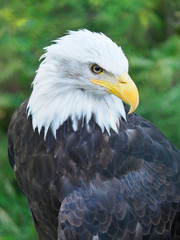 Closeup of a Alaskan Bald Eagle