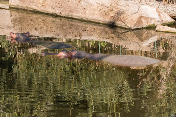 Hippo swimming in water.