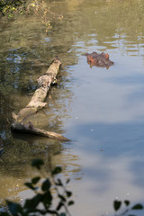 Hippo swimming in water.