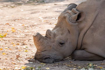 Naklejka premium Smutne leżące nosorożce.