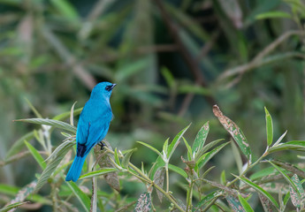  Verditer Flycatcher bird on tree