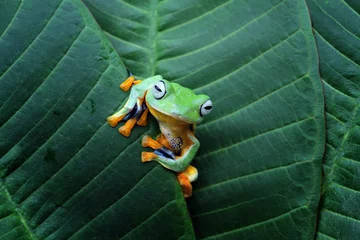 Crédence de cuisine en verre imprimé Grenouille Javan tree frog on green leaves, flying frog on leaves