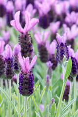 Close up of purple flowers of Lavandula Stoechas 'Anouk' (French Lavender or Butterfly Lavender)