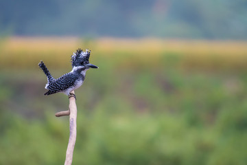 Crested Kingfisher on a branch on a green background.