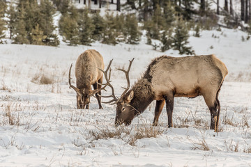 Naklejka na ściany i meble Elk Grazing in Winter