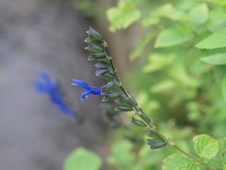 青い花のつぼみ