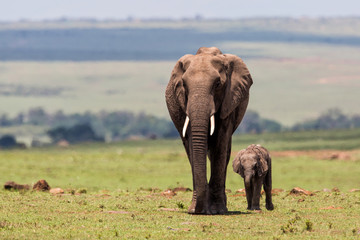 Elephant mother with calf walking on the plains of the Masai Mara National Park in Kenya