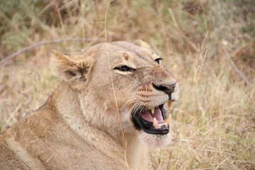 safari Boswana