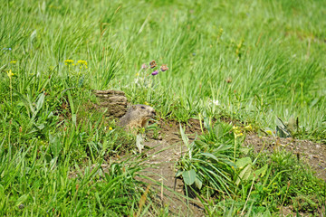 Marmotte devant son terrier