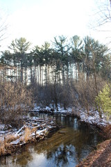 fuzzy trees in winter