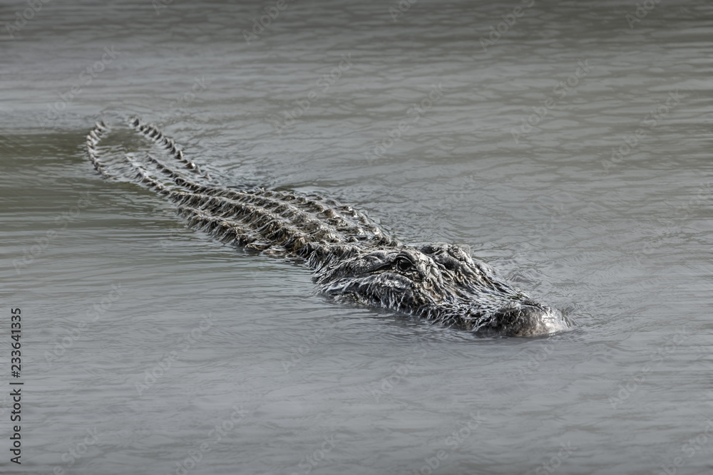 Wall mural alligator in the everglades