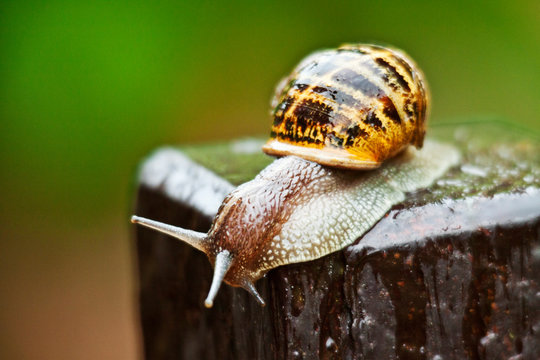 Close-up of snail on wooden post
