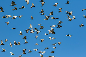 flock of speed racing pigeon bird flying against clear blue sky