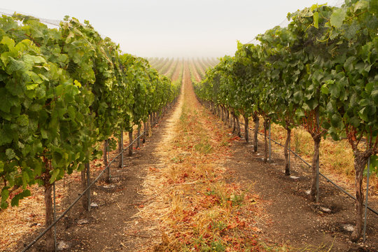 Scenic view of vineyard against sky