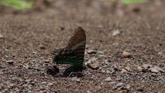 Urania fulgens , urania swallowtail moth veracruz, Mexico