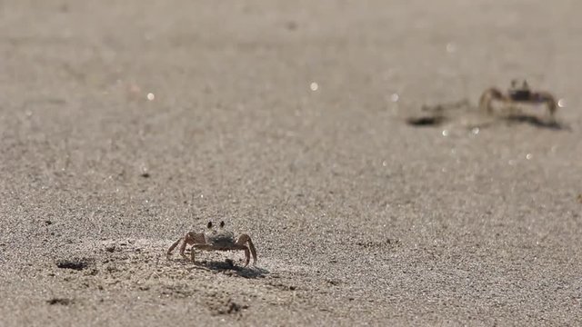 Sand crabs walking around tunnels and pits, beach ecosystem, Veracruz, mexico