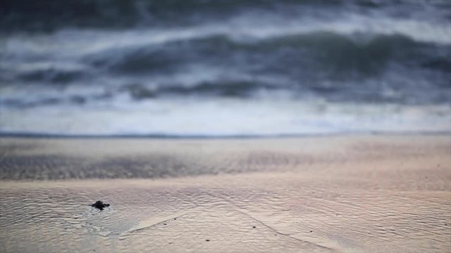 Waves Crashing Towards Hatchling