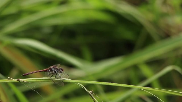 Wild dragonfly resting on a twig before hunting