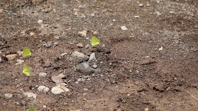 Yellow pierid butterflies resting in group on the floor, Mexico