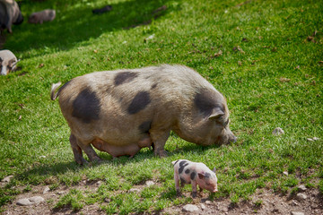 Schwein Ferkel in der Natur im Gras
