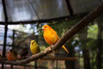 Two  of canaries sitting on a branch