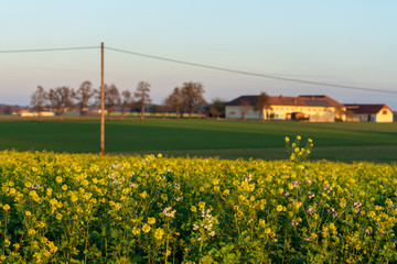Rapsfeld mit Strommast, im Bokeh ein Bauernhof mit B&auml;umen im November bei tiefstehender Sonne