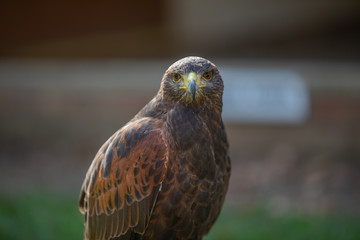 Yellow Beaked Kite