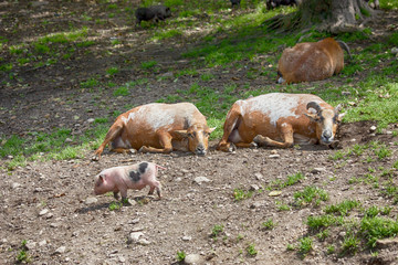 Ziegen in der Natur im Gras