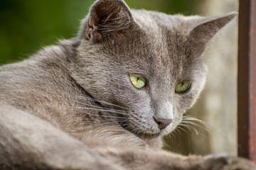 Russian Blue Cat